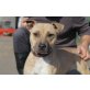 Elli, Amerikanischer Staffordshire-Terrier - Hündin