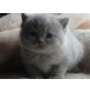 Elli, Britisch Kurzhaarkatze - Katze