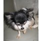 Elli, Chihuahua langhaariger Schlag - Hündin