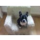 Elli, Französische Bulldogge - Hündin
