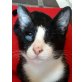 Elli, Pflegestelle in 85777 Fahrenzhausen - Katze