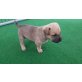 Elli, Samojede Pitbull Welpen - Hündin