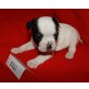 Elli, Welpe franz. Bulldogge/Mops - Hündin
