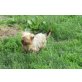 Elli, Yorkshire Terrier - Hündin