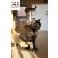 Elli sucht ein Für-immer-Zuhause - Katze