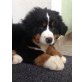 Ellie, Berner Sennenhund Welpen - Hündin