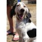 Ellie, Spaniel-English Setter-Mix - Hündin