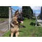 Elliot, Deutscher Schäferhund - Rüde