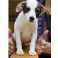 Elliot, Effi, Jack Russel - Terrier - Hütehundmix Welpen - Rüde
