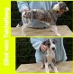 Elliot vom Teichelberg, Whippet Welpen - Rüde