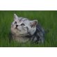 Ellis und Elvis, Britisch Kurzhaarkatze - Katze