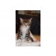Ellvis-eliot-enya-ellie, Maine Coon - Kater