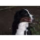 Elly, Berner Sennenhund - Hündin