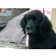 Elly, Spaniel-Mischlingshündin - Hündin