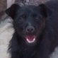 Elma, Terrier-Mix (ca.20cm), kastr., geb.Juni 2011 - Hündin