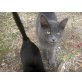 Elmo, EKH - Kater