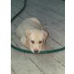 Elmo, Labrador Retriever - Rüde