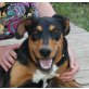 Elmo - NOTFALL, Dobermann Mix - Rüde