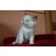 Elmo, Ragdoll - Kater
