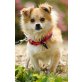Elmo, Zwergspritz-Chihuahua-Mix - Rüde