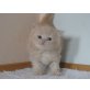 Elmo und Elli, Britisch Kurzhaarkatze - Kater