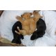 Eloise  sanftes Hundemädchen, Setter Mix Welpen - Hündin