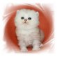 Eloise vom Marchfeld, Perser Silber - Katze