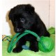 Eloy, Deutscher Schäferhund Welpen - Rüde