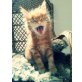 Eloy the Toffee, Maine Coon - Kater