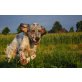 Elron, English Setter - Rüde
