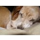 Elsa 3, Beagle - Hündin