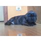 Elsa-Febee, Mastino Napoletano Welpen - Hündin
