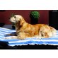 Elsa, Golden Retriever - Hündin