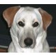 Elsa, Labrador-Mischling - Hündin