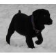 Elsa, Labrador Retriever Welpen - Hündin