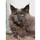 Elsa, Maine Coon - Katze