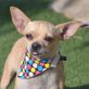 Elsi - Linares, Chihuahua, kastriert - Hündin