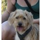 Elsie, kleiner Griffon Mix - Hündin
