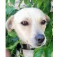 Elton, Jack-Russel-Mischling Welpen - Rüde