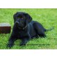 Elton, Labrador Retriever Welpen - Rüde