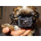 Elton vom Zillertal, Shih Tzu Welpen - Rüde