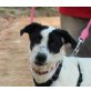 Elura, Border Collie Mix - Hündin