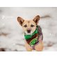Elva, Terrier-Mix? - Hündin
