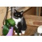 Elvdal´s Puss in Boots, Norwegische Waldkatze - Kater