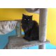 Elvin, Perser Schwarz - Kater