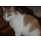 Elvira, Hauskatzen - Katze
