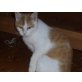 Elvira, Hauskatzen - Katze