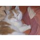 Elvira, Hauskatzen - Katze