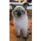 Elvis, Britisch Kurzhaarkatze - Kater