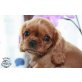 Elvis, Cavalier King Charles Spaniel Welpen - Rüde